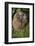 Hedgehog (Erinaceinae), Devon, England, United Kingdom-Janette Hill-Framed Photographic Print