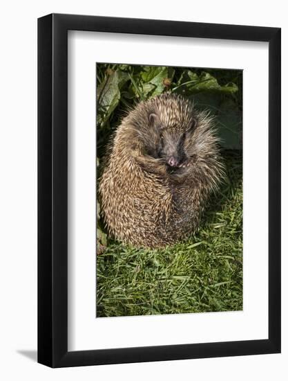 Hedgehog (Erinaceinae), Devon, England, United Kingdom-Janette Hill-Framed Photographic Print