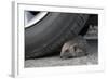 Hedgehog (Erinaceus Europaeus, at Risk by Car Wheel, Controlled Conditions, Captive, England, March-Ann & Steve Toon-Framed Photographic Print