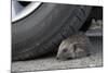 Hedgehog (Erinaceus Europaeus, at Risk by Car Wheel, Controlled Conditions, Captive, England, March-Ann & Steve Toon-Mounted Photographic Print