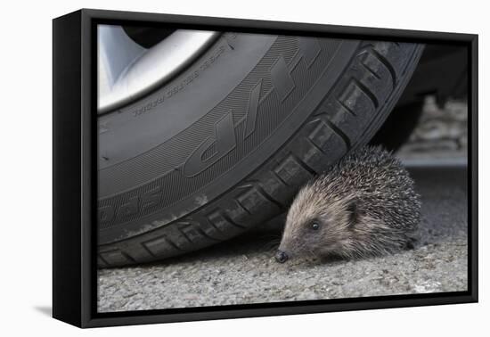 Hedgehog (Erinaceus Europaeus, at Risk by Car Wheel, Controlled Conditions, Captive, England, March-Ann & Steve Toon-Framed Stretched Canvas