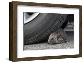 Hedgehog (Erinaceus Europaeus, at Risk by Car Wheel, Controlled Conditions, Captive, England, March-Ann & Steve Toon-Framed Photographic Print