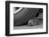 Hedgehog (Erinaceus Europaeus, at Risk by Car Wheel, Controlled Conditions, Captive, England, March-Ann & Steve Toon-Framed Photographic Print