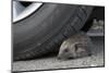 Hedgehog (Erinaceus Europaeus, at Risk by Car Wheel, Controlled Conditions, Captive, England, March-Ann & Steve Toon-Mounted Photographic Print