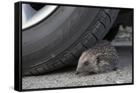 Hedgehog (Erinaceus Europaeus, at Risk by Car Wheel, Controlled Conditions, Captive, England, March-Ann & Steve Toon-Framed Stretched Canvas
