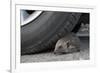 Hedgehog (Erinaceus Europaeus, at Risk by Car Wheel, Controlled Conditions, Captive, England, March-Ann & Steve Toon-Framed Photographic Print