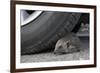 Hedgehog (Erinaceus Europaeus, at Risk by Car Wheel, Controlled Conditions, Captive, England, March-Ann & Steve Toon-Framed Photographic Print