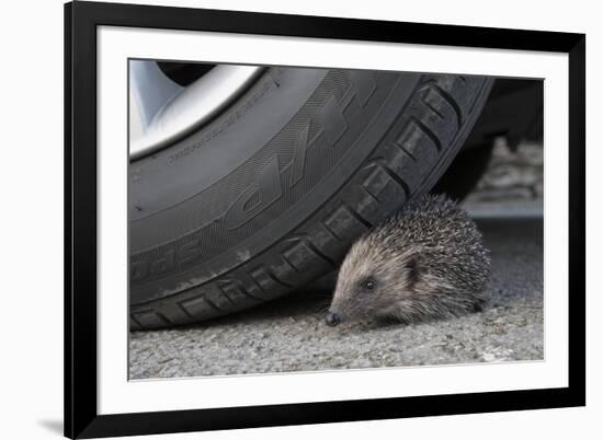 Hedgehog (Erinaceus Europaeus, at Risk by Car Wheel, Controlled Conditions, Captive, England, March-Ann & Steve Toon-Framed Photographic Print