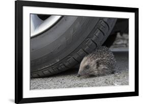 Hedgehog (Erinaceus Europaeus, at Risk by Car Wheel, Controlled Conditions, Captive, England, March-Ann & Steve Toon-Framed Photographic Print