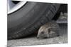 Hedgehog (Erinaceus Europaeus, at Risk by Car Wheel, Controlled Conditions, Captive, England, March-Ann & Steve Toon-Mounted Photographic Print