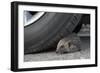 Hedgehog (Erinaceus Europaeus, at Risk by Car Wheel, Controlled Conditions, Captive, England, March-Ann & Steve Toon-Framed Photographic Print