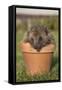 Hedgehog (Erinaceus Europaeus), in Plant Pot, Captive, United Kingdom, Europe-Ann and Steve Toon-Framed Stretched Canvas