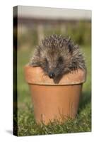 Hedgehog (Erinaceus Europaeus), in Plant Pot, Captive, United Kingdom, Europe-Ann and Steve Toon-Stretched Canvas