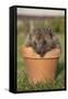 Hedgehog (Erinaceus Europaeus), in Plant Pot, Captive, United Kingdom, Europe-Ann and Steve Toon-Framed Stretched Canvas