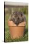 Hedgehog (Erinaceus Europaeus), in Plant Pot, Captive, United Kingdom, Europe-Ann and Steve Toon-Stretched Canvas