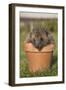 Hedgehog (Erinaceus Europaeus), in Plant Pot, Captive, United Kingdom, Europe-Ann and Steve Toon-Framed Premium Photographic Print