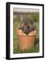 Hedgehog (Erinaceus Europaeus), in Plant Pot, Captive, United Kingdom, Europe-Ann and Steve Toon-Framed Photographic Print