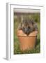 Hedgehog (Erinaceus Europaeus), in Plant Pot, Captive, United Kingdom, Europe-Ann and Steve Toon-Framed Photographic Print