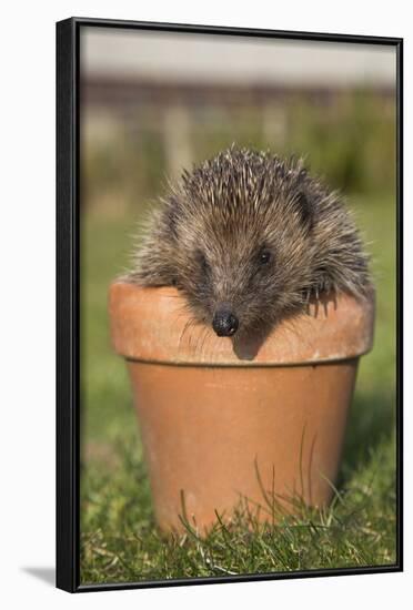 Hedgehog (Erinaceus Europaeus), in Plant Pot, Captive, United Kingdom, Europe-Ann and Steve Toon-Framed Photographic Print