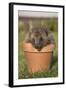 Hedgehog (Erinaceus Europaeus), in Plant Pot, Captive, United Kingdom, Europe-Ann and Steve Toon-Framed Photographic Print