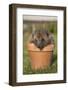 Hedgehog (Erinaceus Europaeus), in Plant Pot, Captive, United Kingdom, Europe-Ann and Steve Toon-Framed Photographic Print