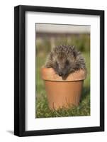 Hedgehog (Erinaceus Europaeus), in Plant Pot, Captive, United Kingdom, Europe-Ann and Steve Toon-Framed Photographic Print