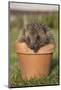 Hedgehog (Erinaceus Europaeus), in Plant Pot, Captive, United Kingdom, Europe-Ann and Steve Toon-Mounted Photographic Print