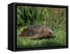 Hedgehog (Erinaceus Europaeus) in Suburban Garden, United Kingdom-Steve & Ann Toon-Framed Stretched Canvas