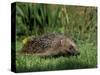 Hedgehog (Erinaceus Europaeus) in Suburban Garden, United Kingdom-Steve & Ann Toon-Stretched Canvas