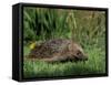 Hedgehog (Erinaceus Europaeus) in Suburban Garden, United Kingdom-Steve & Ann Toon-Framed Stretched Canvas