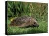 Hedgehog (Erinaceus Europaeus) in Suburban Garden, United Kingdom-Steve & Ann Toon-Stretched Canvas