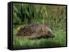 Hedgehog (Erinaceus Europaeus) in Suburban Garden, United Kingdom-Steve & Ann Toon-Framed Stretched Canvas