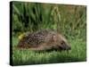 Hedgehog (Erinaceus Europaeus) in Suburban Garden, United Kingdom-Steve & Ann Toon-Stretched Canvas