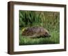 Hedgehog (Erinaceus Europaeus) in Suburban Garden, United Kingdom-Steve & Ann Toon-Framed Photographic Print