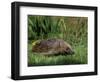 Hedgehog (Erinaceus Europaeus) in Suburban Garden, United Kingdom-Steve & Ann Toon-Framed Photographic Print