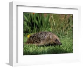 Hedgehog (Erinaceus Europaeus) in Suburban Garden, United Kingdom-Steve & Ann Toon-Framed Photographic Print