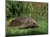 Hedgehog (Erinaceus Europaeus) in Suburban Garden, United Kingdom-Steve & Ann Toon-Mounted Photographic Print