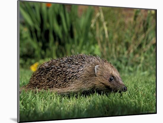 Hedgehog (Erinaceus Europaeus) in Suburban Garden, United Kingdom-Steve & Ann Toon-Mounted Photographic Print
