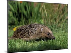 Hedgehog (Erinaceus Europaeus) in Suburban Garden, United Kingdom-Steve & Ann Toon-Mounted Photographic Print