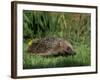 Hedgehog (Erinaceus Europaeus) in Suburban Garden, United Kingdom-Steve & Ann Toon-Framed Photographic Print