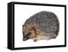 Hedgehog (Erinaceus Europaeus), Mammals-Encyclopaedia Britannica-Framed Stretched Canvas