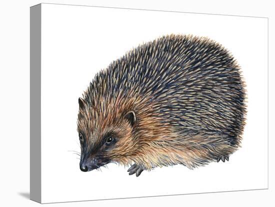 Hedgehog (Erinaceus Europaeus), Mammals-Encyclopaedia Britannica-Stretched Canvas