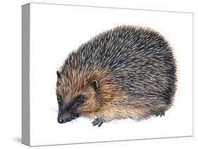 Hedgehog (Erinaceus Europaeus), Mammals-Encyclopaedia Britannica-Stretched Canvas