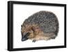 Hedgehog (Erinaceus Europaeus), Mammals-Encyclopaedia Britannica-Framed Poster