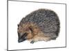 Hedgehog (Erinaceus Europaeus), Mammals-Encyclopaedia Britannica-Mounted Poster