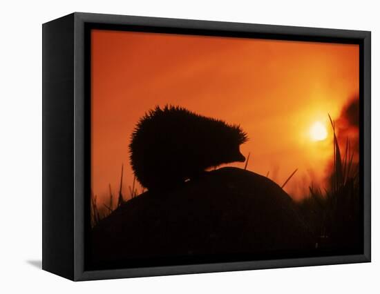 Hedgehog (Erinaceus Europaeus) Silhouette at Sunset, Poland, Europe-Artur Tabor-Framed Stretched Canvas