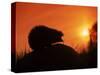 Hedgehog (Erinaceus Europaeus) Silhouette at Sunset, Poland, Europe-Artur Tabor-Stretched Canvas