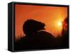 Hedgehog (Erinaceus Europaeus) Silhouette at Sunset, Poland, Europe-Artur Tabor-Framed Stretched Canvas