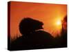 Hedgehog (Erinaceus Europaeus) Silhouette at Sunset, Poland, Europe-Artur Tabor-Stretched Canvas