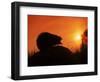 Hedgehog (Erinaceus Europaeus) Silhouette at Sunset, Poland, Europe-Artur Tabor-Framed Premium Photographic Print